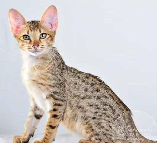 A1 Savannahs Cyrus SBT Male Savannah Kitten