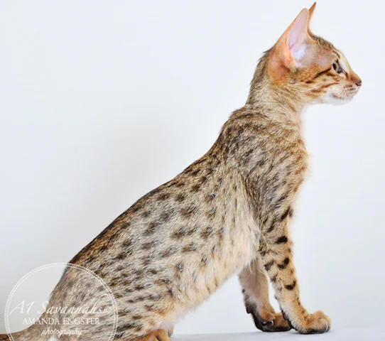 A1 Savannahs Cyrus SBT Male Savannah Kitten