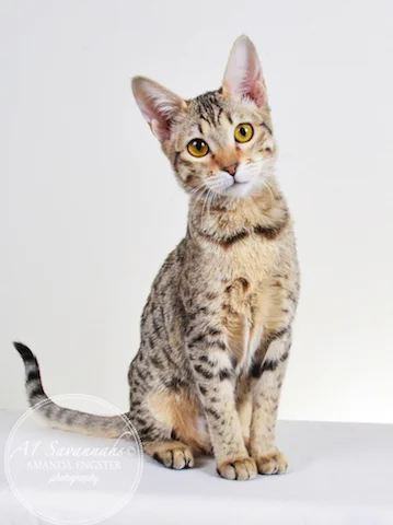 A1 Savannahs Selena F6 Female Savannah Kitten