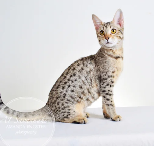 A1 Savannahs Selena F6 Female Savannah Kitten