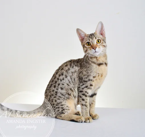 A1 Savannahs Selena F6 Female Savannah Kitten