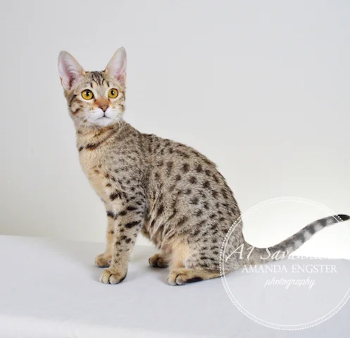 A1 Savannahs Selena F6 Female Savannah Kitten