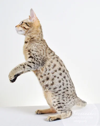 A1 Savannahs Selena F6 Female Savannah Kitten