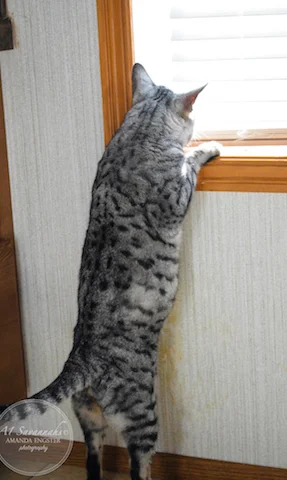 A1 Savannahs Paradox F5 Male Savannah Cat