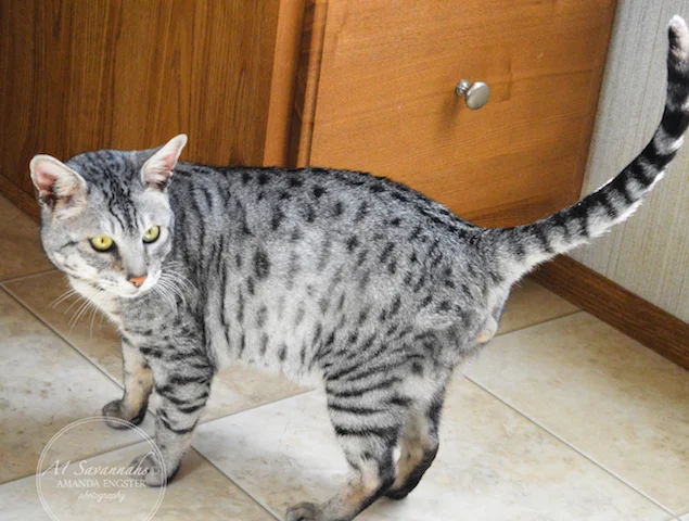 A1 Savannahs Paradox F5 Male Savannah Cat