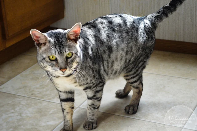 A1 Savannahs Paradox F5 Male Savannah Cat