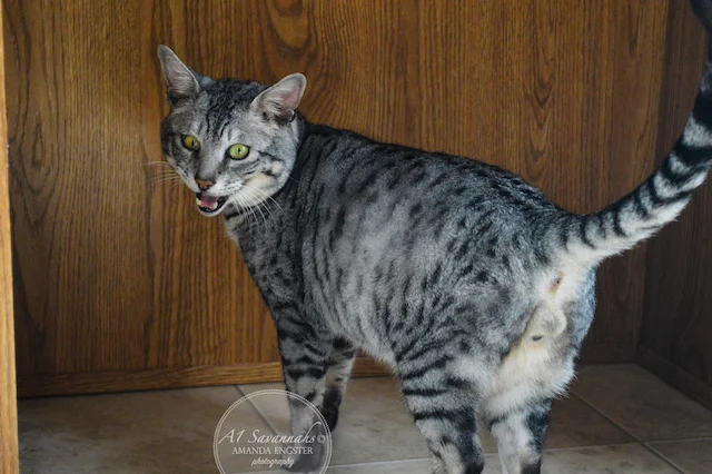A1 Savannahs Paradox F5 Male Savannah Cat