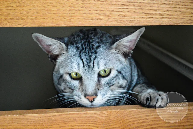 A1 Savannahs Paradox F5 Male Savannah Cat