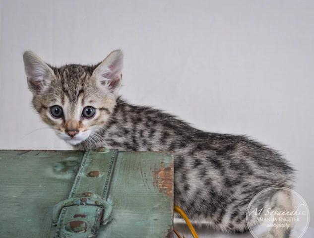 A1 Savannahs Preston F5 Male Savannah Kitten