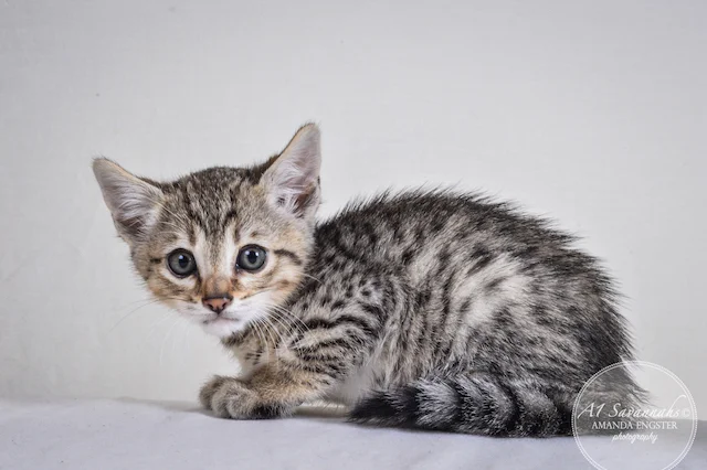 A1 Savannahs Preston F5 Male Savannah Kitten