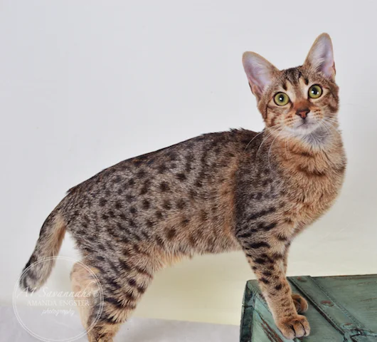 A1 Savannahs Charly F4 Female Savannah Kitten