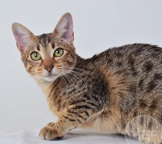 A1 Savannahs Charly F4 Female Savannah Kitten