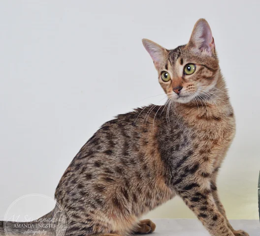 A1 Savannahs Charly F4 Female Savannah Kitten