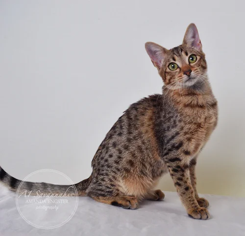 A1 Savannahs Charly F4 Female Savannah Kitten