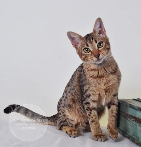 A1 Savannahs Charly F4 Female Savannah Kitten