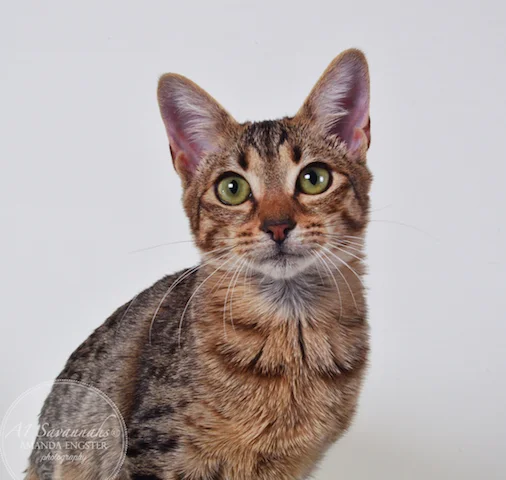A1 Savannahs Charly F4 Female Savannah Kitten
