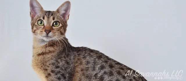 A1 Savannahs Charly F4 Female Savannah Kitten