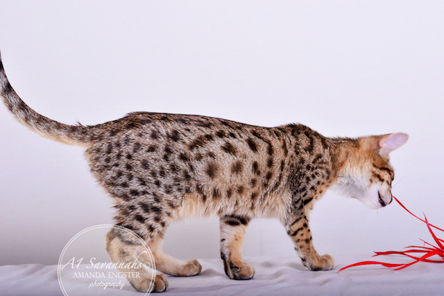 A1 Savannahs Cambree F6 Female Savannah Kitten
