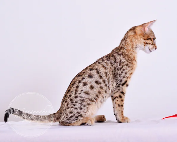 A1 Savannahs Cambree F6 Female Savannah Kitten