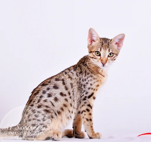 A1 Savannahs Cambree F6 Female Savannah Kitten