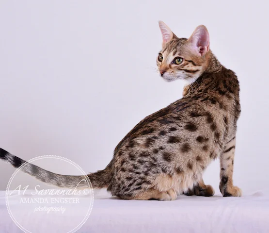 A1 Savannahs Cambree F6 Female Savannah Kitten