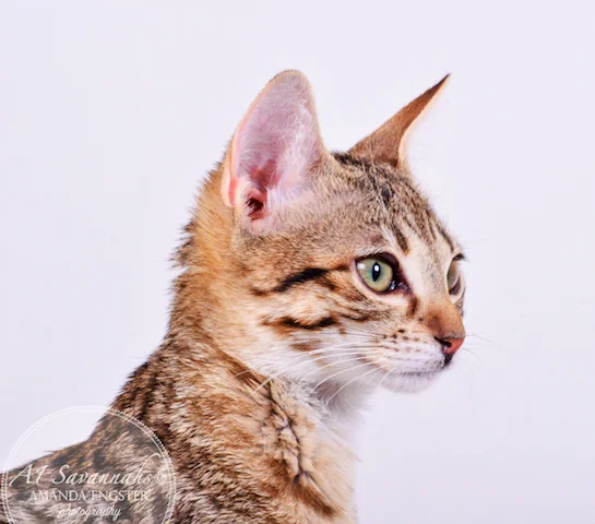 A1 Savannahs Cambree F6 Female Savannah Kitten