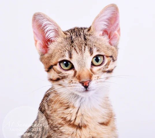 A1 Savannahs Cambree F6 Female Savannah Kitten