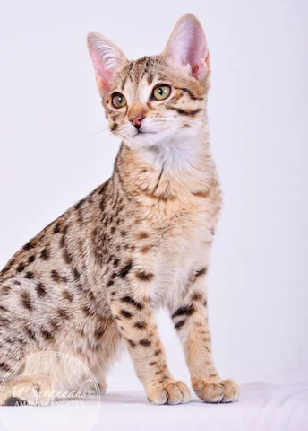 A1 Savannahs Cambree F6 Female Savannah Kitten