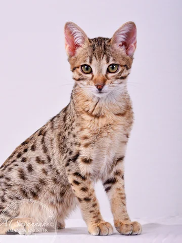 A1 Savannahs Cambree F6 Female Savannah Kitten