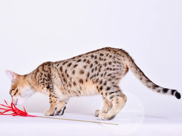 A1 Savannahs Cambree F6 Female Savannah Kitten