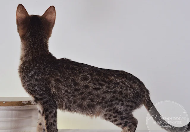 A1 Savannahs Chloe F5 Female Savannah Kitten - Savannah Cats and Kittens For Sale 
