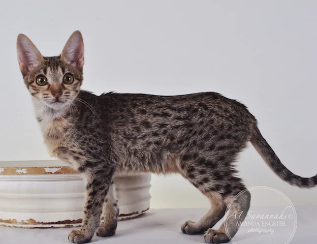 A1 Savannahs Chloe F5 Female Savannah Kitten - Savannah Cats and Kittens For Sale 