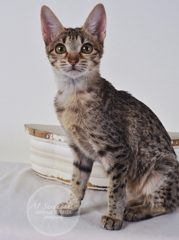 A1 Savannahs Chloe F5 Female Savannah Kitten - Savannah Cats and Kittens For Sale 