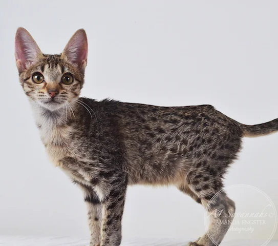 A1 Savannahs Chloe F5 Female Savannah Kitten - Savannah Cats and Kittens For Sale 