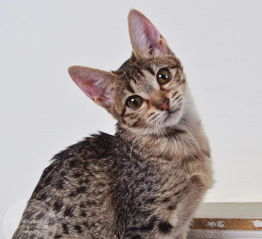 A1 Savannahs Chloe F5 Female Savannah Kitten - Savannah Cats and Kittens For Sale 