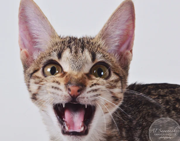 A1 Savannahs Chloe F5 Female Savannah Kitten - Savannah Cats and Kittens For Sale 