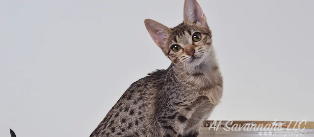 A1 Savannahs Chloe F5 Female Savannah Kitten - Savannah Cats and Kittens For Sale 