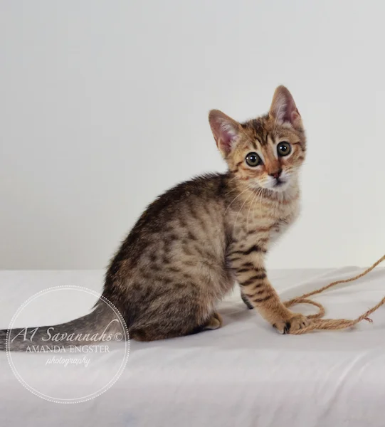 A1 Savannahs April F5 Female Savannah Kitten - Savannah Cats and Kittens For Sale