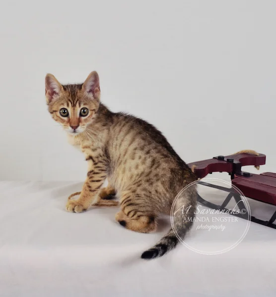A1 Savannahs April F5 Female Savannah Kitten - Savannah Cats and Kittens For Sale