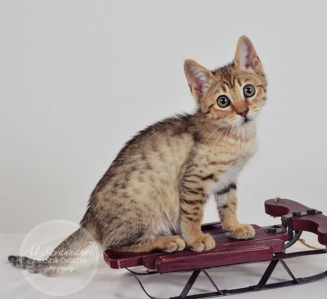 A1 Savannahs April F5 Female Savannah Kitten - Savannah Cats and Kittens For Sale