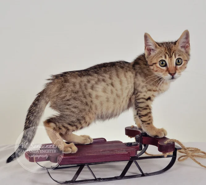 A1 Savannahs April F5 Female Savannah Kitten - Savannah Cats and Kittens For Sale