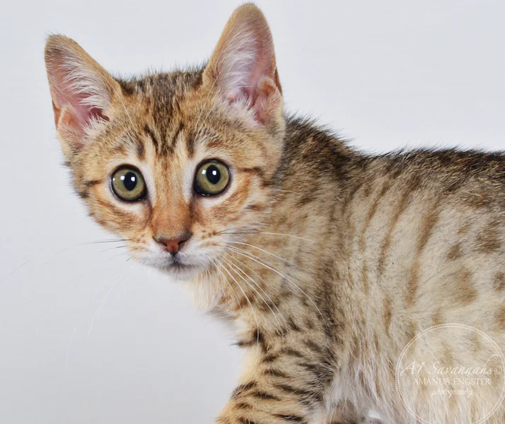 A1 Savannahs April F5 Female Savannah Kitten - Savannah Cats and Kittens For Sale