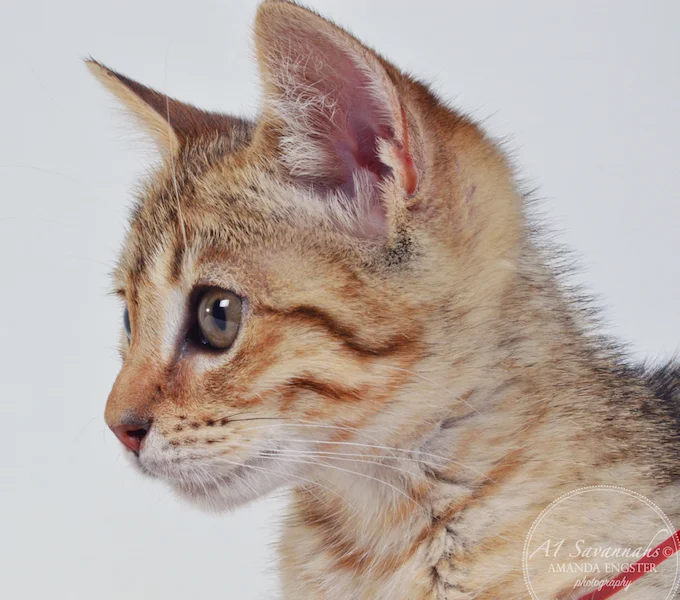 A1 Savannahs April F5 Female Savannah Kitten - Savannah Cats and Kittens For Sale - Savannah Cats and Kittens For Sale