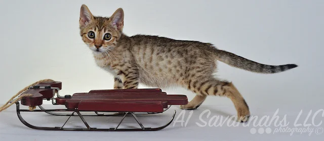 A1 Savannahs April F5 Female Savannah Kitten - Savannah Cats and Kittens For Sale