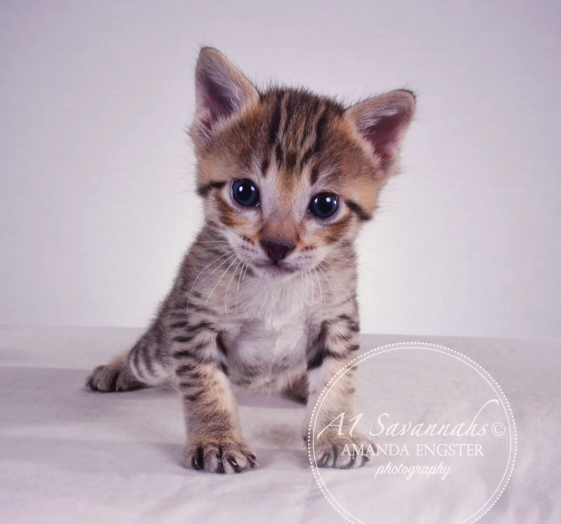 A1 Savannahs Tessa F3 Female Savannah Kitten
