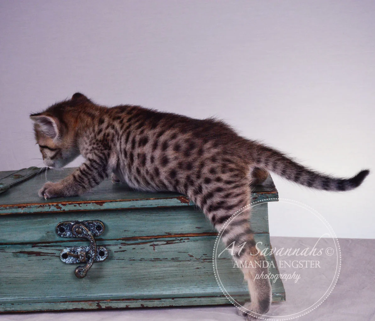A1 Savannahs Tessa F3 Female Savannah Kitten