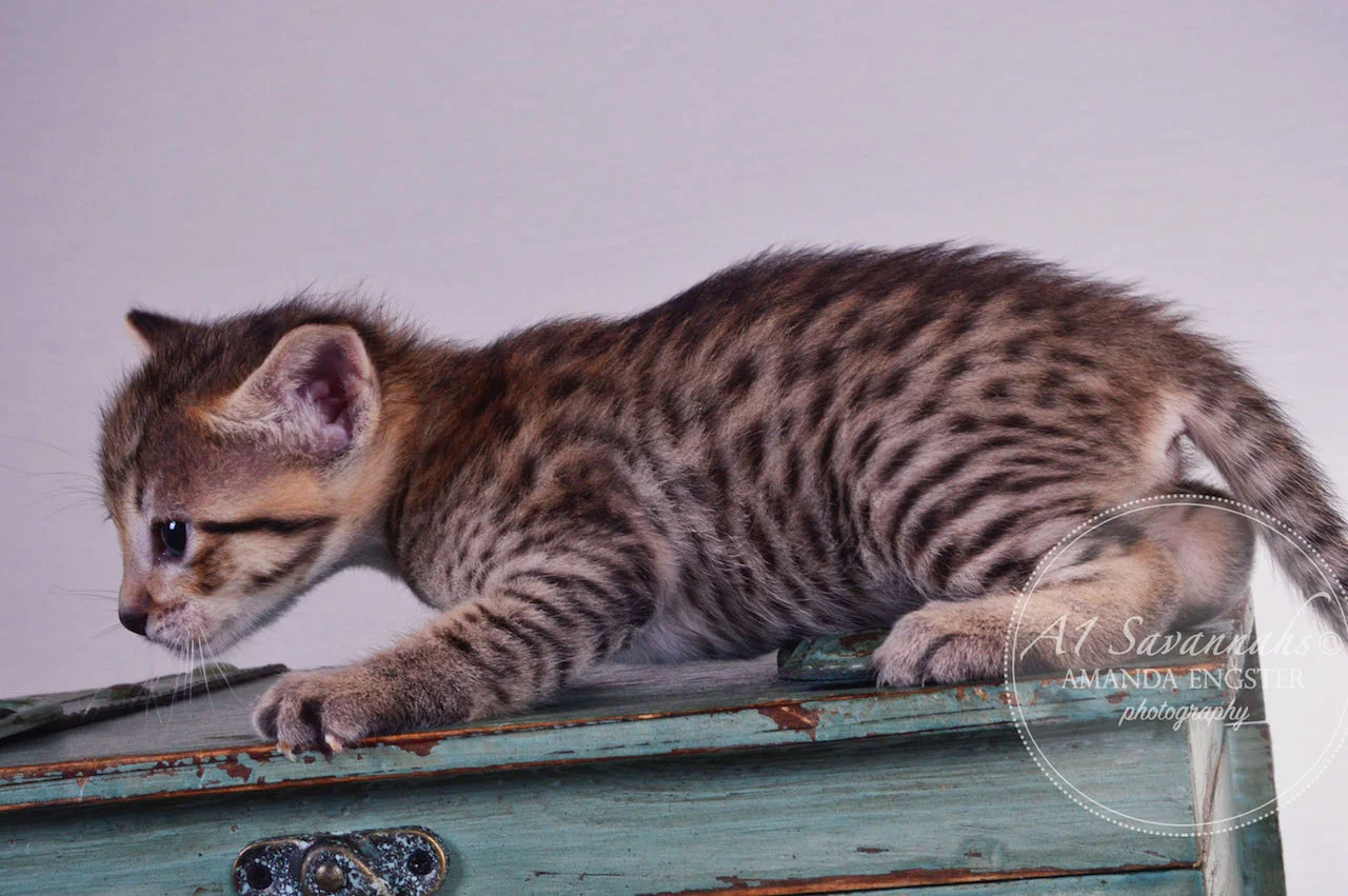 A1 Savannahs Tessa F3 Female Savannah Kitten