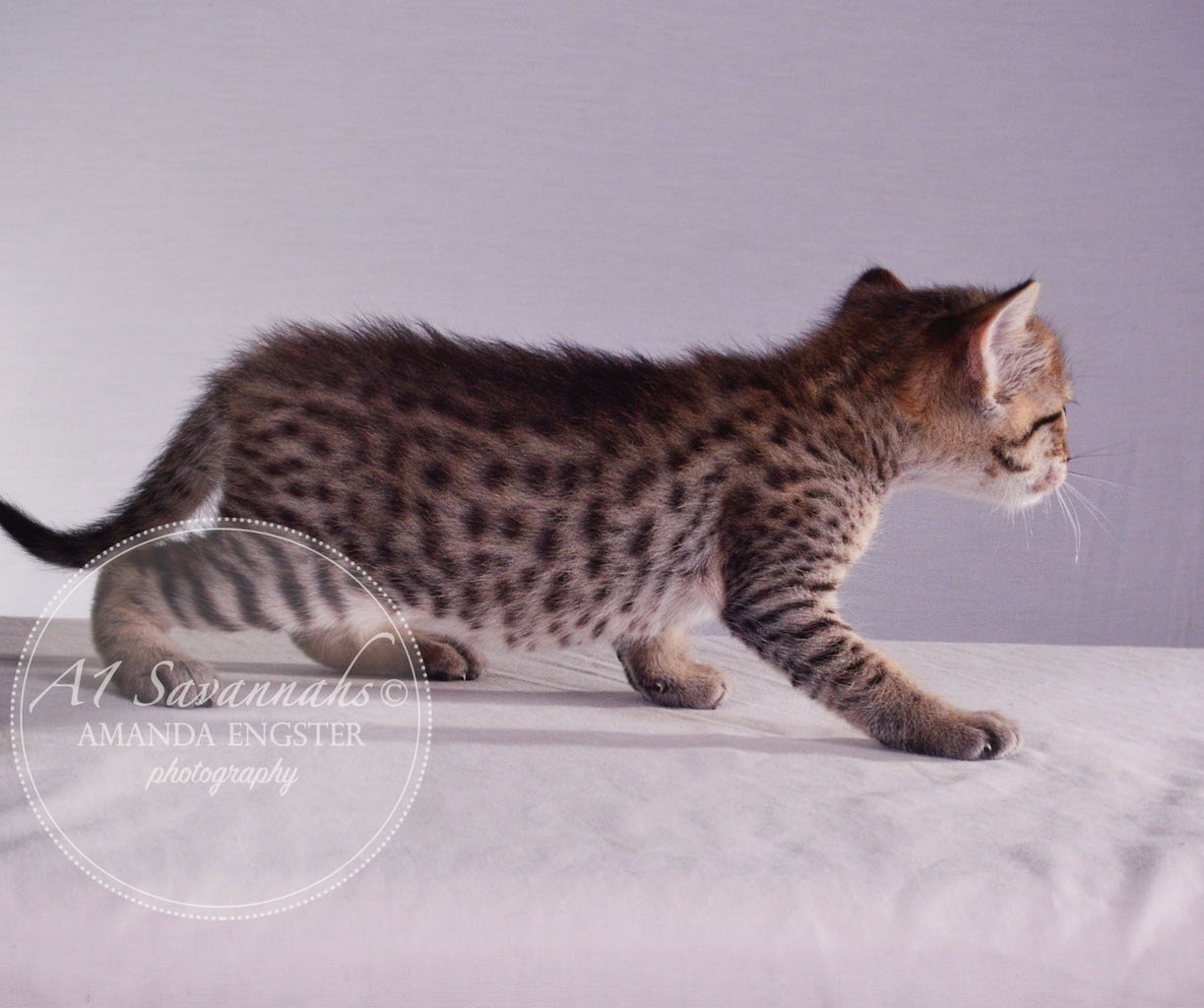 A1 Savannahs Tessa F3 Female Savannah Kitten