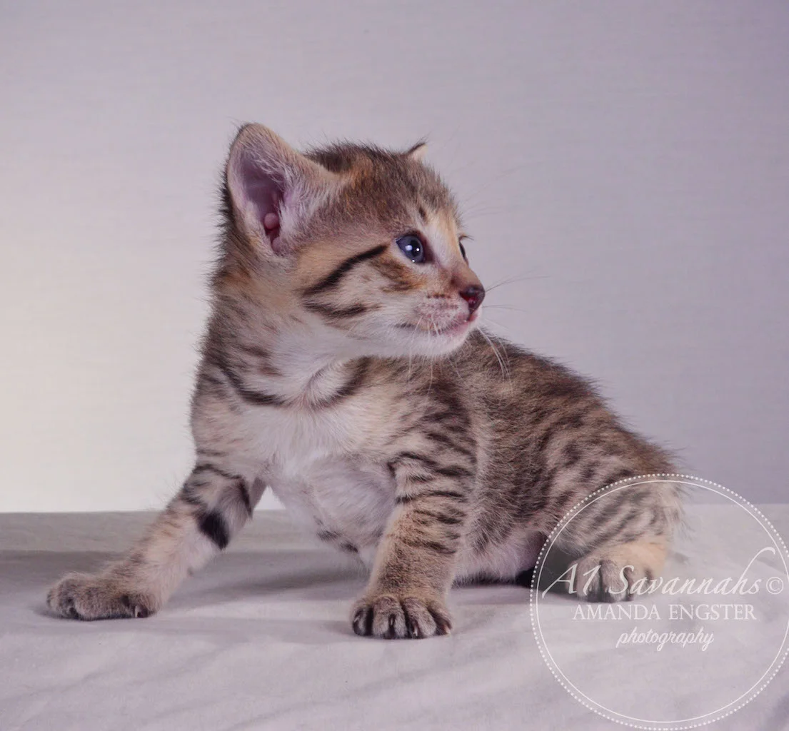 A1 Savannahs Tessa F3 Female Savannah Kitten