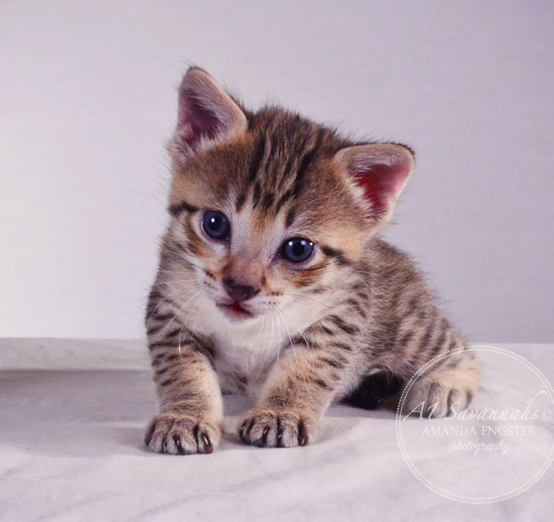 A1 Savannahs Tessa F3 Female Savannah Kitten